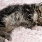 新时代APP与传统行业的融合与变革 970kvkf962