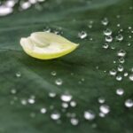 传统文化在新时代娱乐中的传承与创新 jssp25