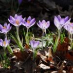 新时代H5在艺术创作中的新形式与表现 x0s1p5628